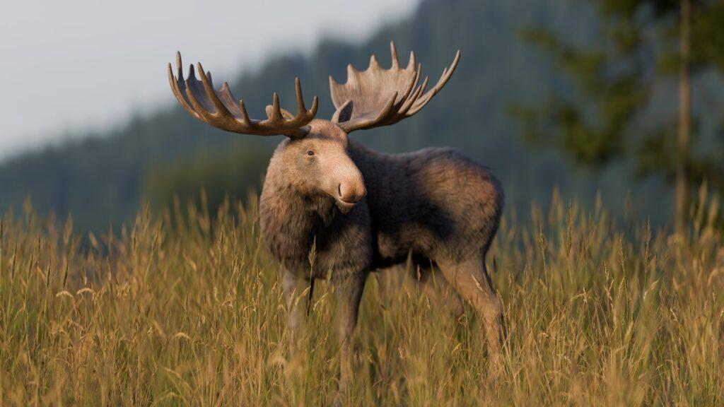Realistic Moose - rigged and animated 3D forest animal model for Unity and Unreal Engine