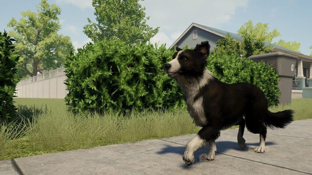 Skye the Border Collie (Dog) - rigged and animated 3D dog model for Unity and Unreal Engine